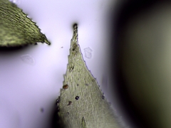 Eurhynchiastrum pulchellum