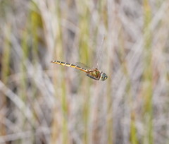 Procordulia jacksoniensis