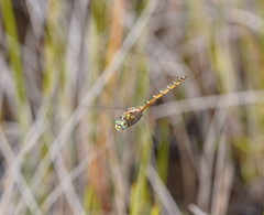 Procordulia jacksoniensis