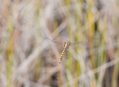 Procordulia jacksoniensis