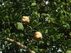 Balanites roxburghii