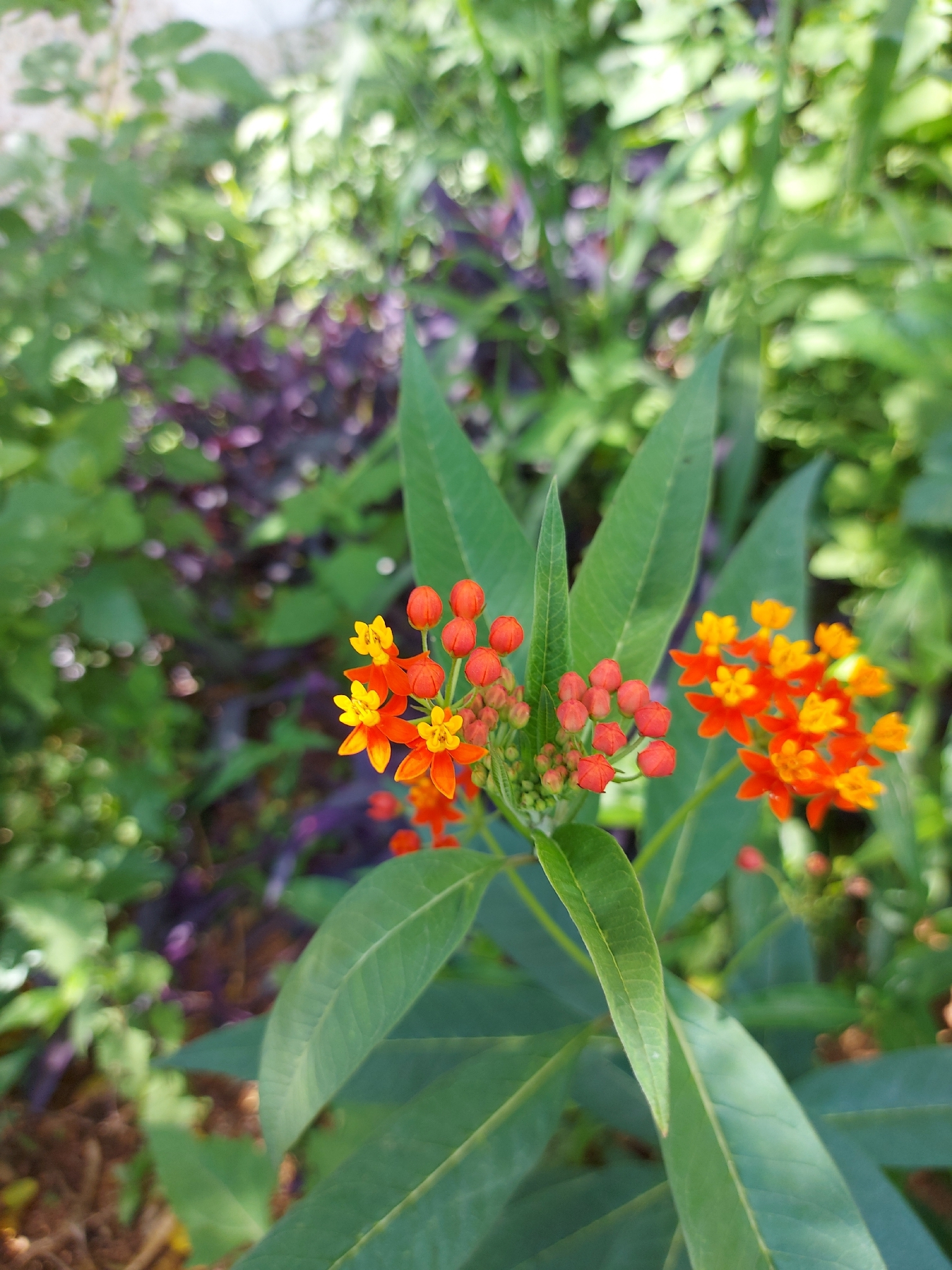 Asclepias curassavica