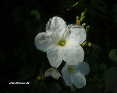 Ipomoea proxima