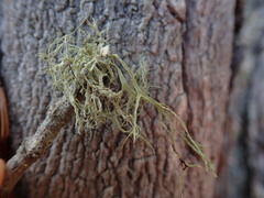 Ramalina pacifica
