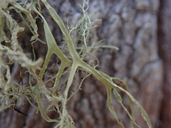 Ramalina pacifica