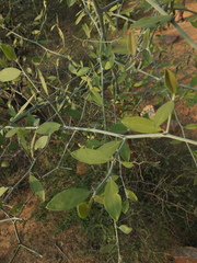 Capparis divaricata
