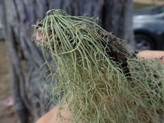 Usnea nidifica