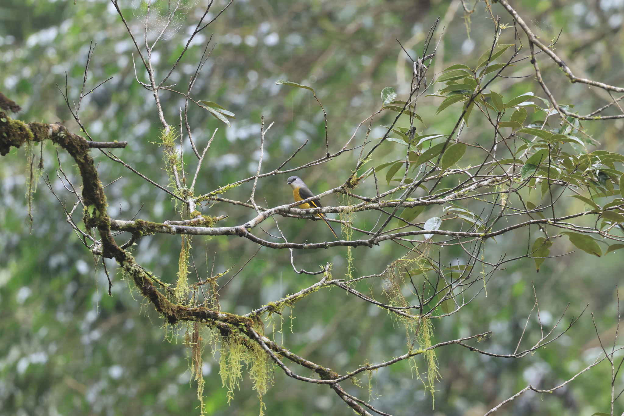 Grey-chinned Minivet (Pericrocotus solaris), photo 1