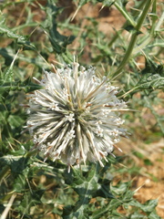 Echinops echinatus