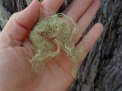 Ramalina australiensis