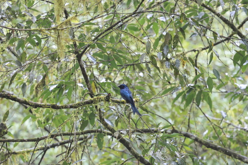 Bronzed Drongo (Dicrurus aeneus), photo 3