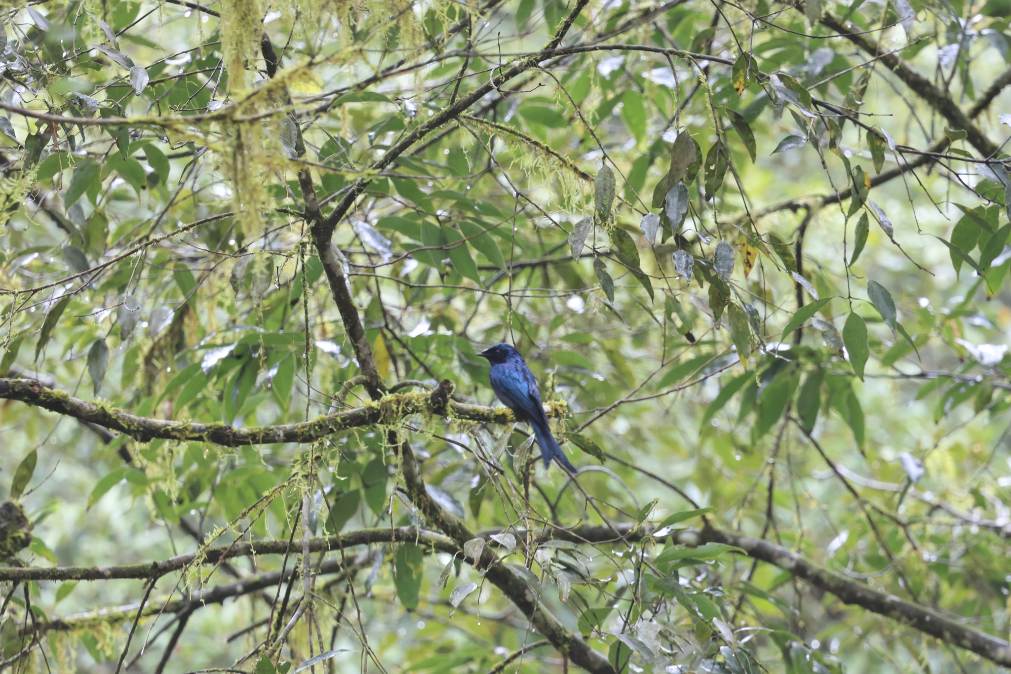 Bronzed Drongo (Dicrurus aeneus), photo 3