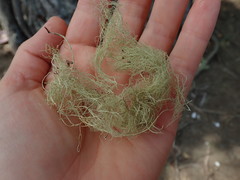 Ramalina australiensis