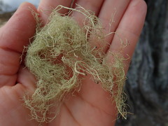 Ramalina australiensis