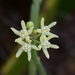 Cynanchum viminale australe - Photo (c) Joey Santore, some rights reserved (CC BY-NC), uploaded by Joey Santore