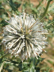 Echinops echinatus
