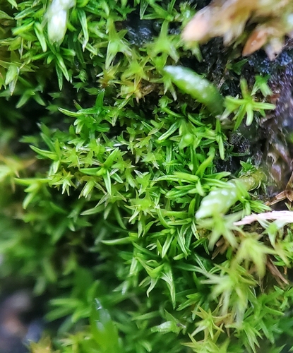 Pseudocrossidium revolutum, 2026-02-08
