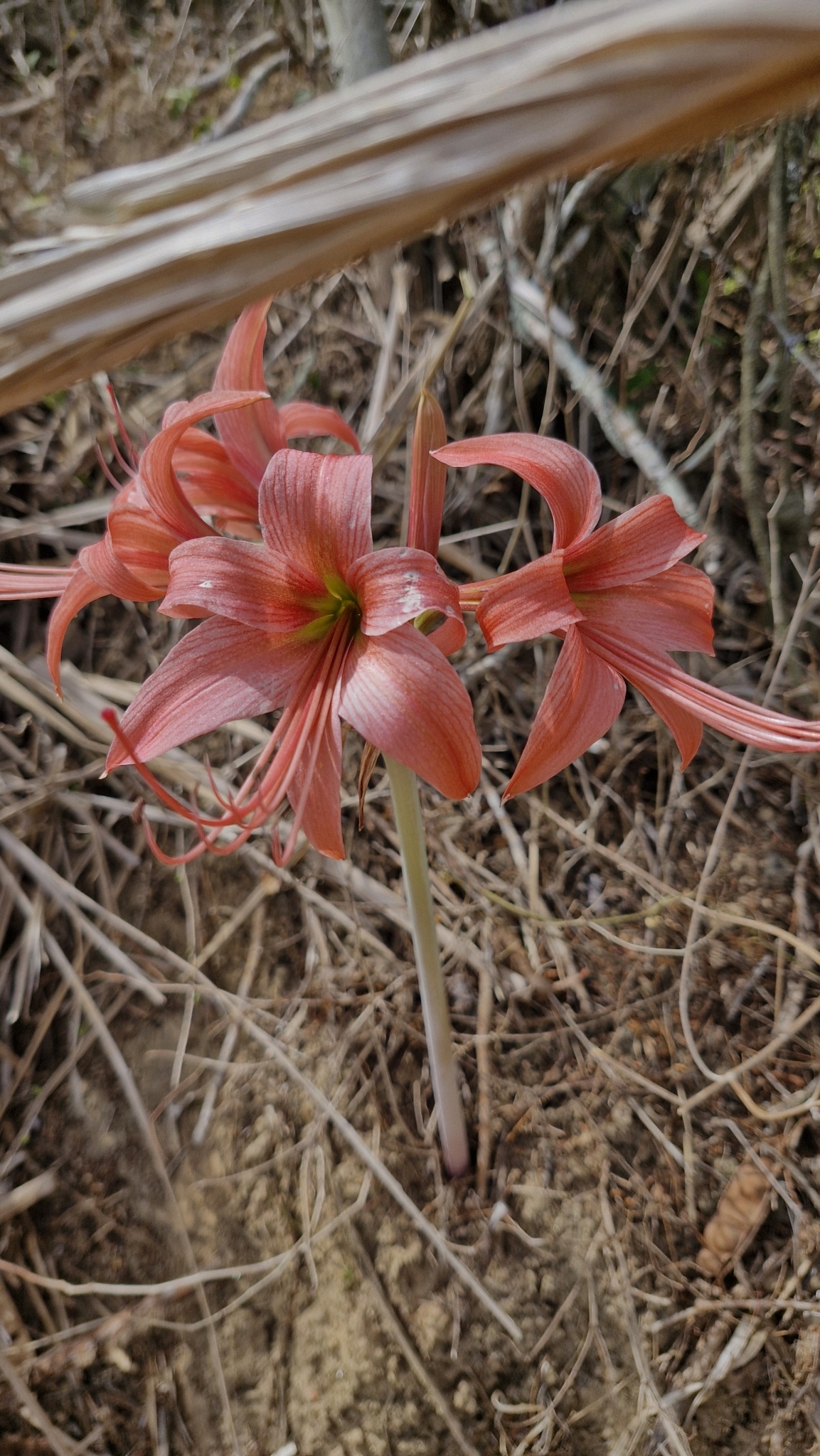Hippeastrum stylosum