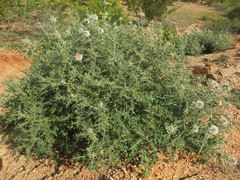 Echinops echinatus