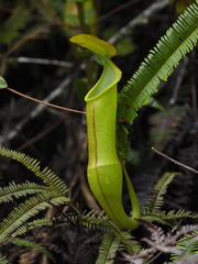 Nepenthes sanguinea
