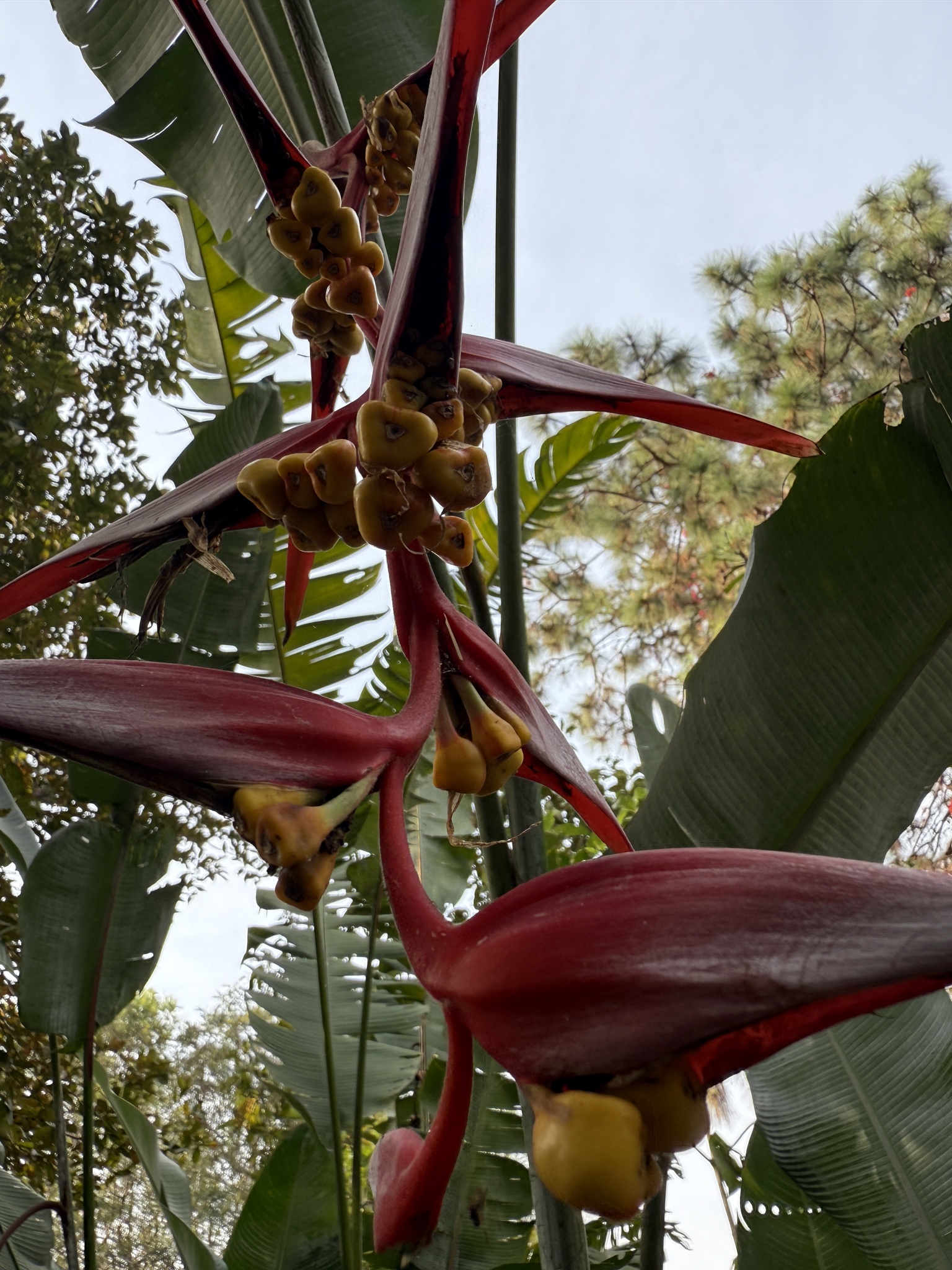 Imagem de Planta Papagaio