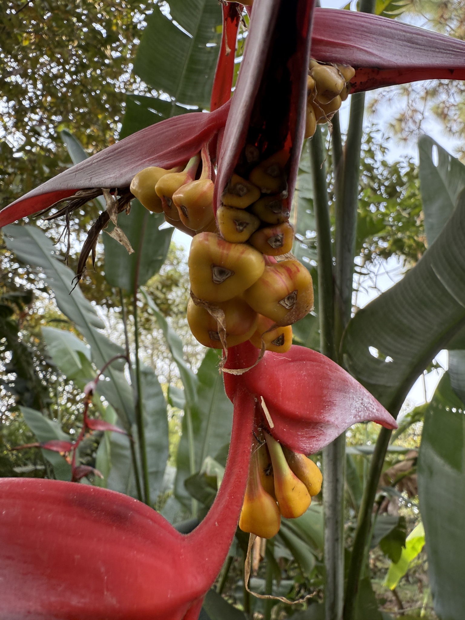 Imagem de Planta Papagaio