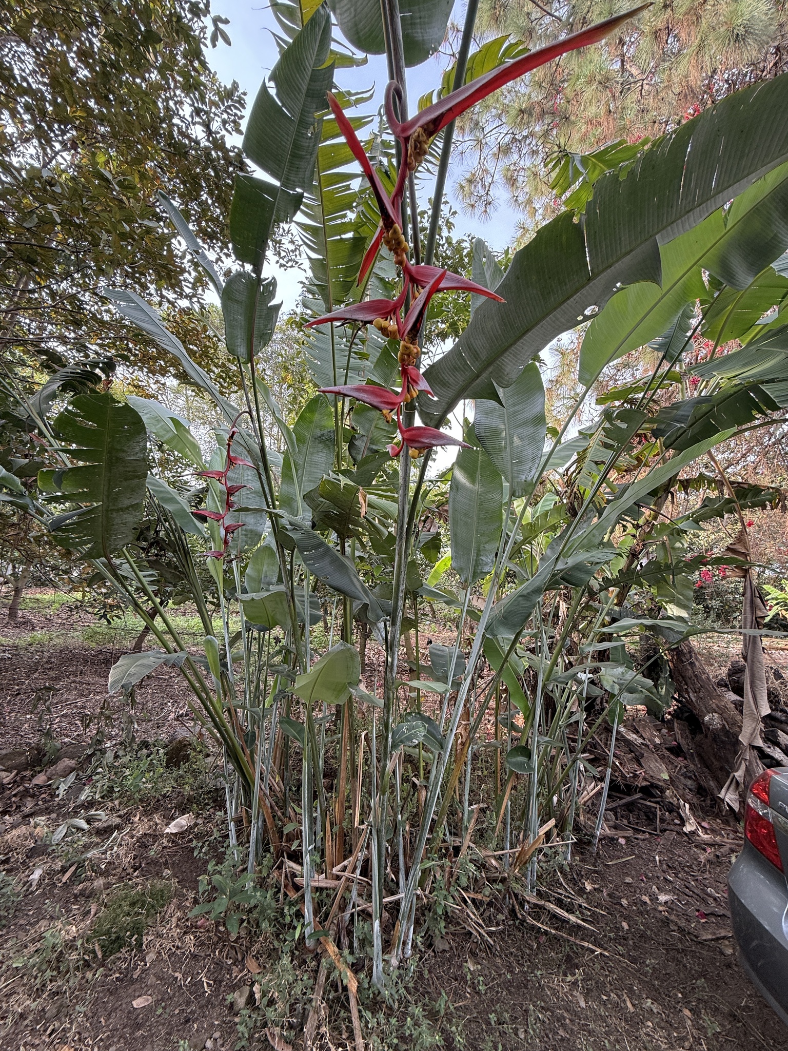 Imagem de Planta Papagaio