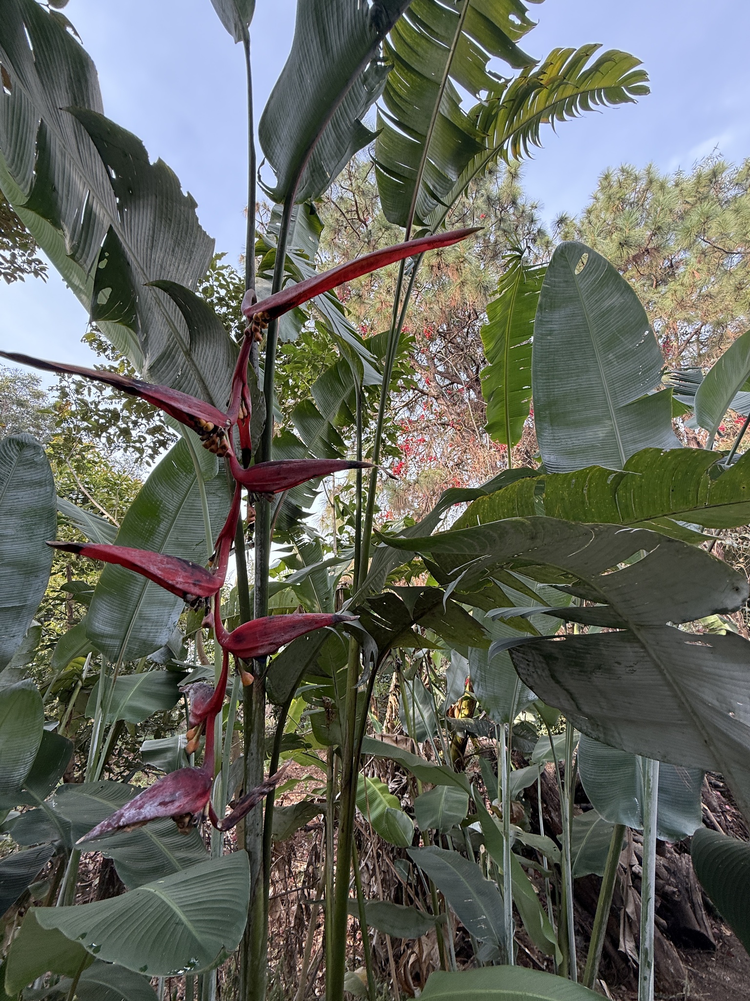 Imagem de Planta Papagaio