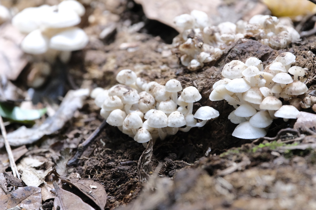 Favolaschia manipularis · January 2026 · photo: © quirino (iNaturalist, cc-by)