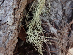 Usnea nidifica