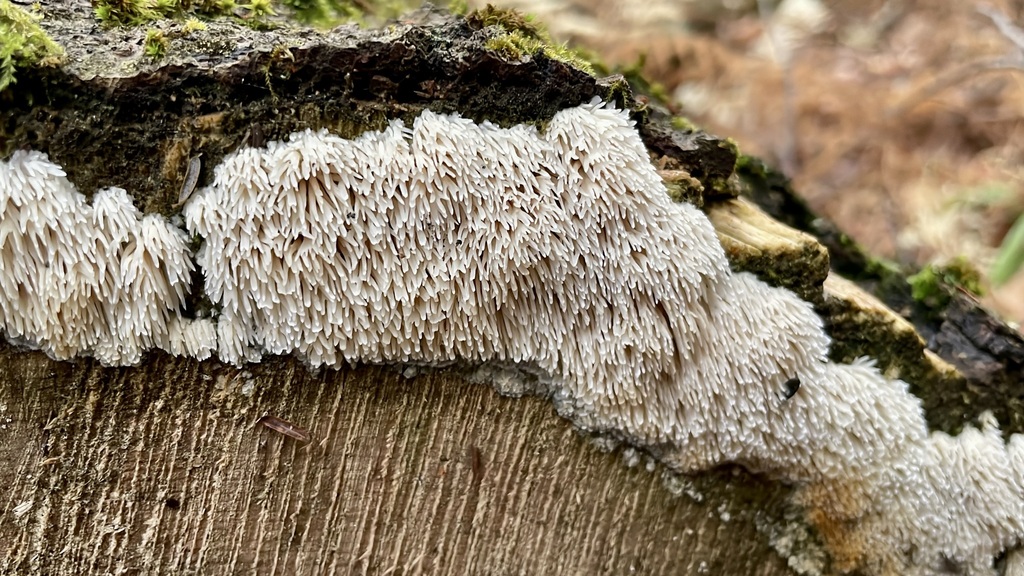 Radulomyces copelandii · October 2025 · photo: © mnerrie (iNaturalist, cc-by)
