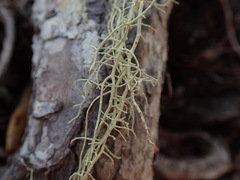 Usnea nidifica