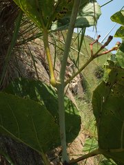 Cissus adnata