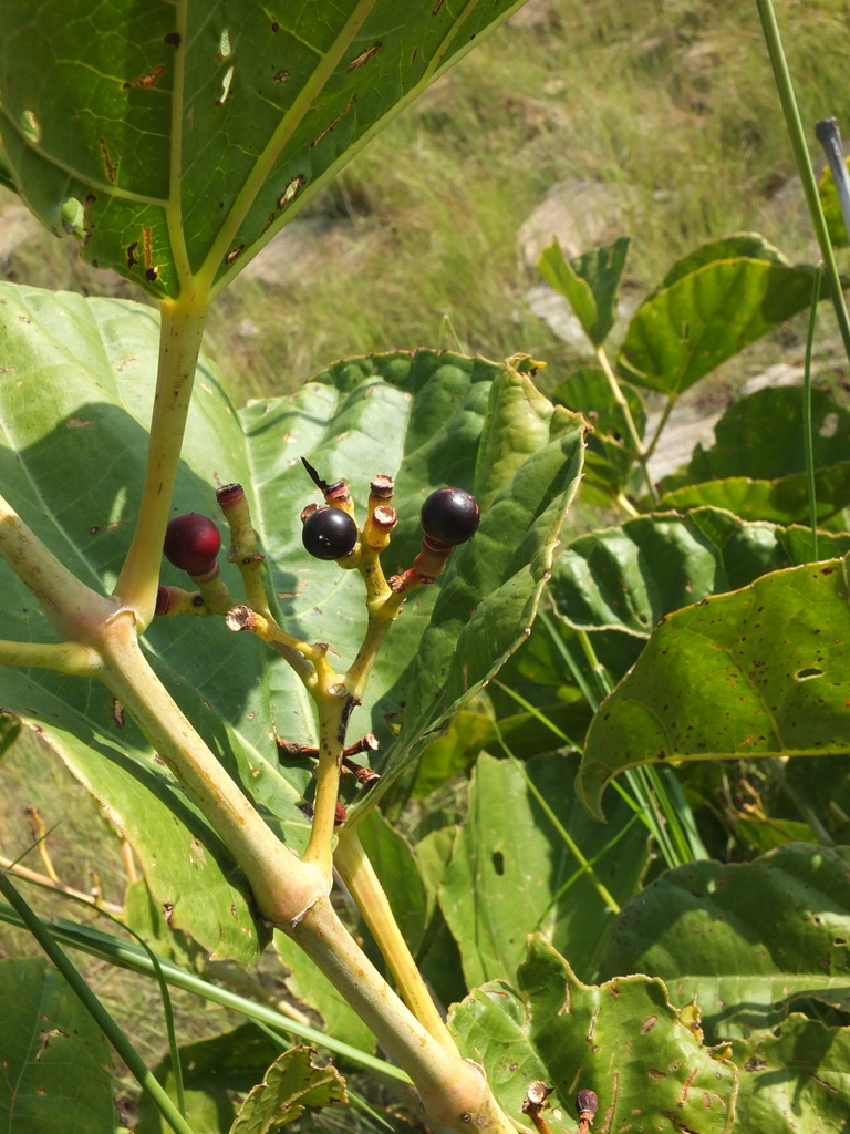 Cissus adnata