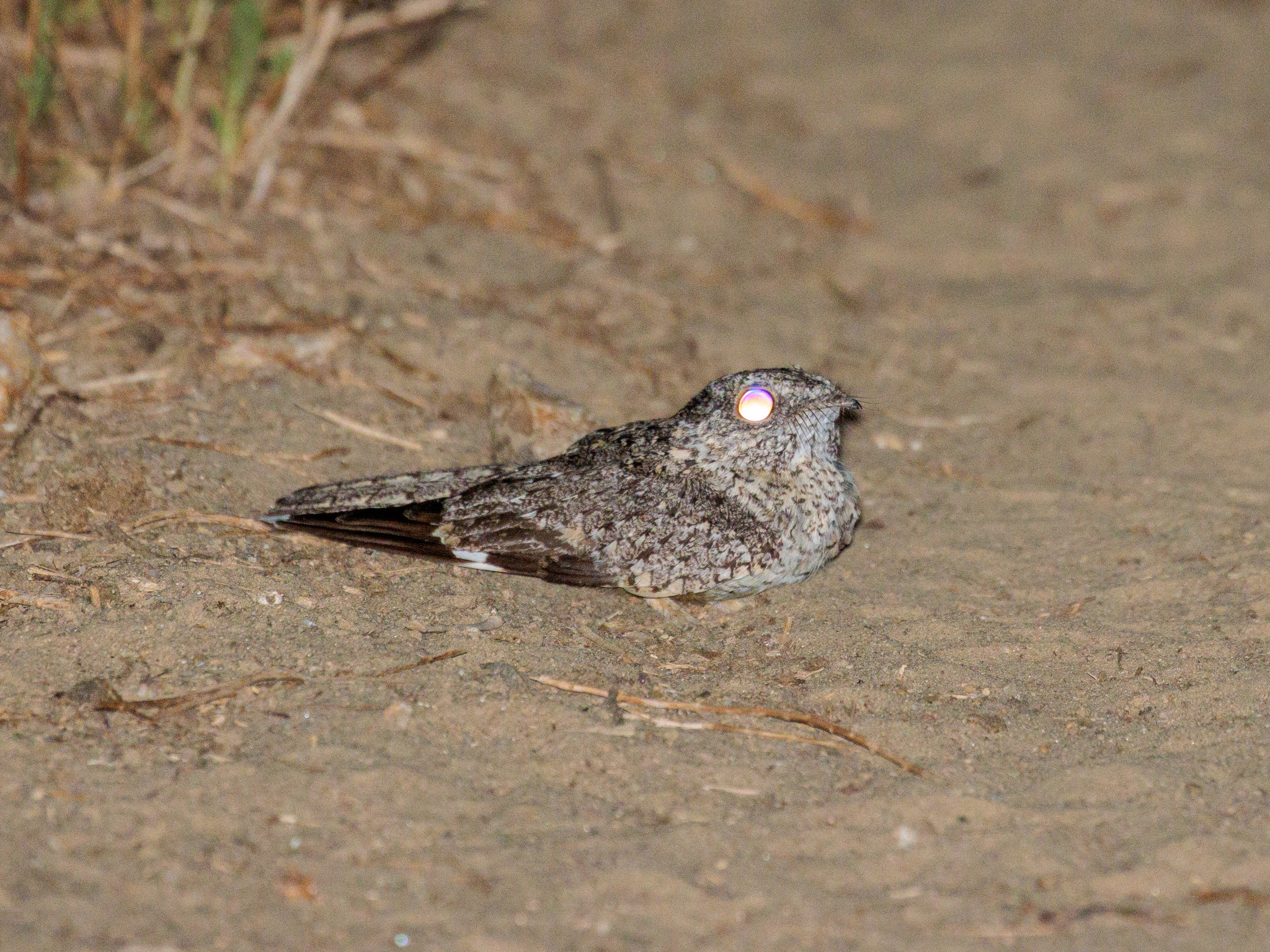 Pygmy Nightjar (Nyctipolus hirundinaceus), photo 3