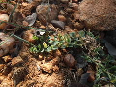 Andrographis serpyllifolia