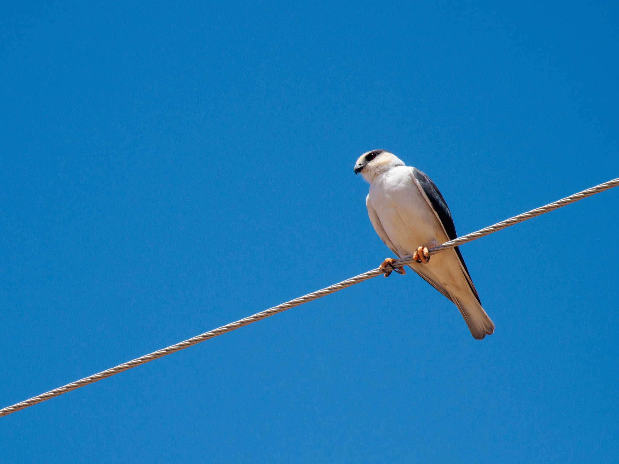 Pearl Kite (Gampsonyx swainsonii), photo 6