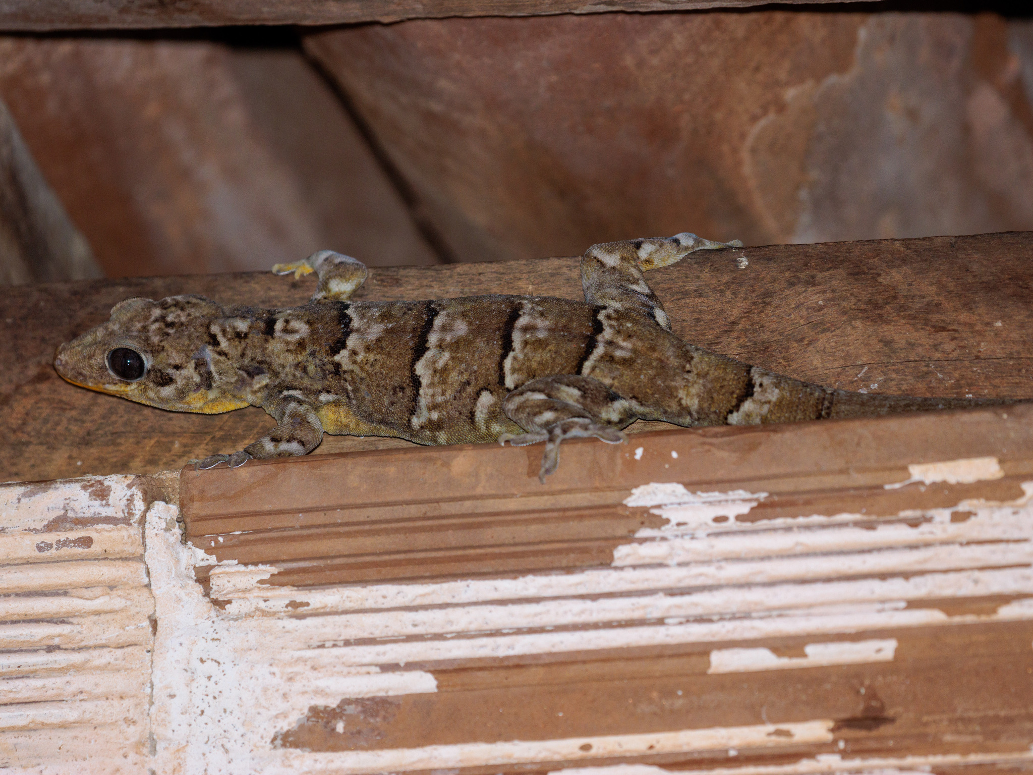 Peraiba Gecko, Phyllopezus periosus