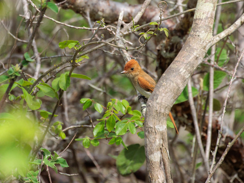 Ash-throated Casiornis (Casiornis fuscus), photo 2
