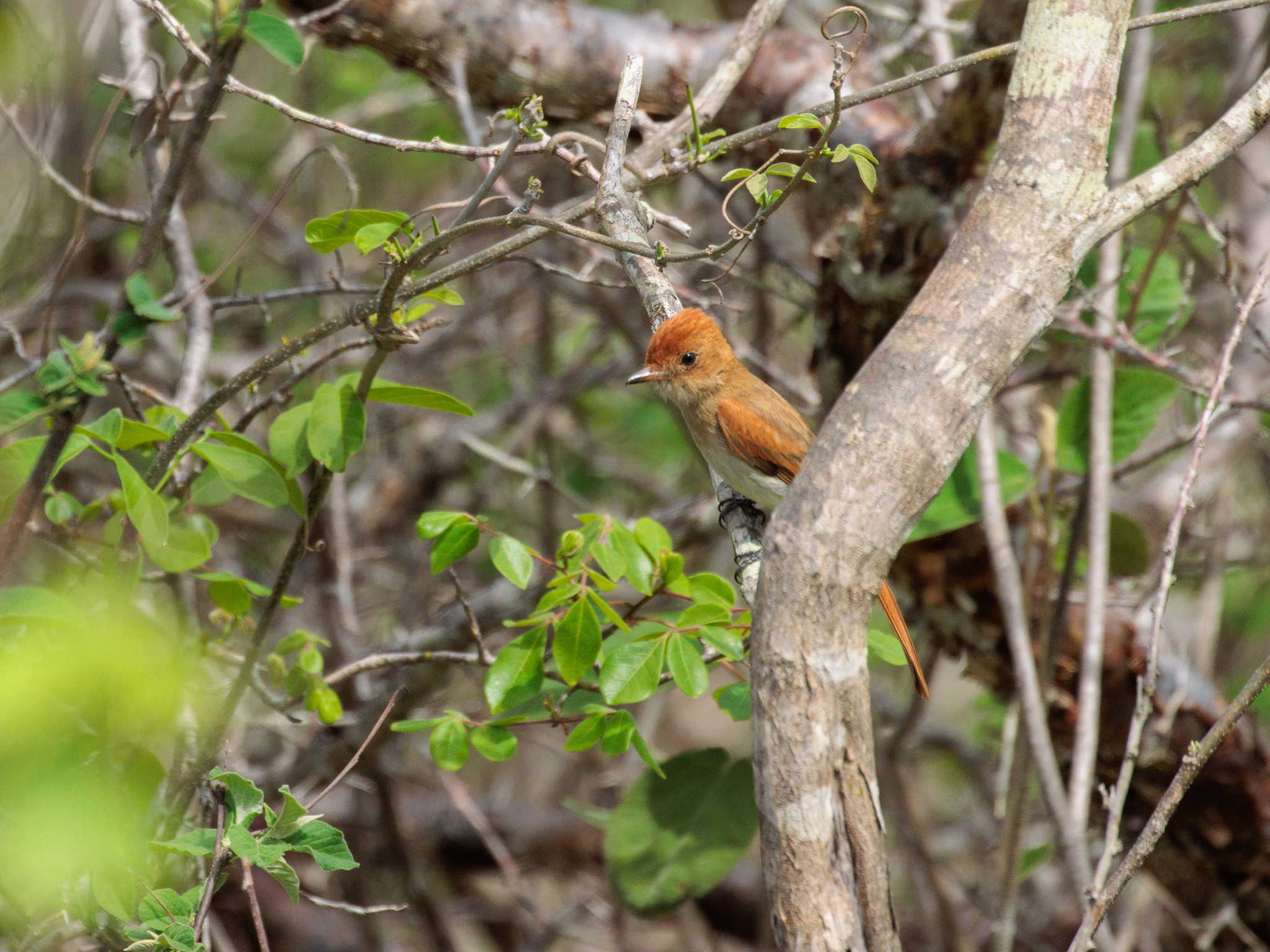 Ash-throated Casiornis (Casiornis fuscus), photo 2