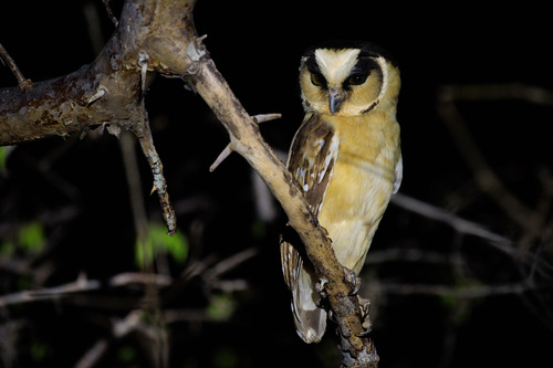 Buff-fronted Owl (Aegolius harrisii)