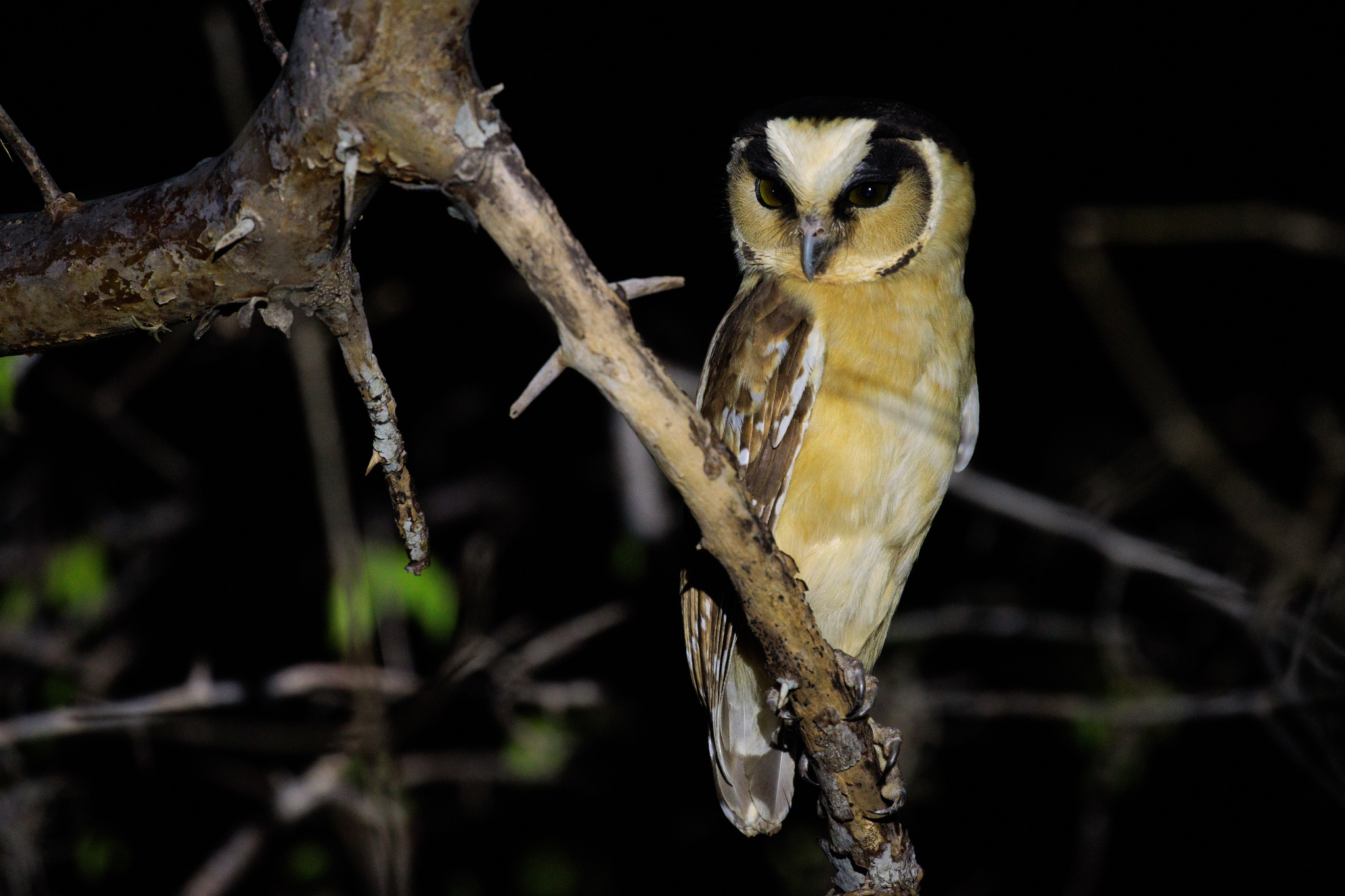 Buff-fronted Owl (Aegolius harrisii), photo 1