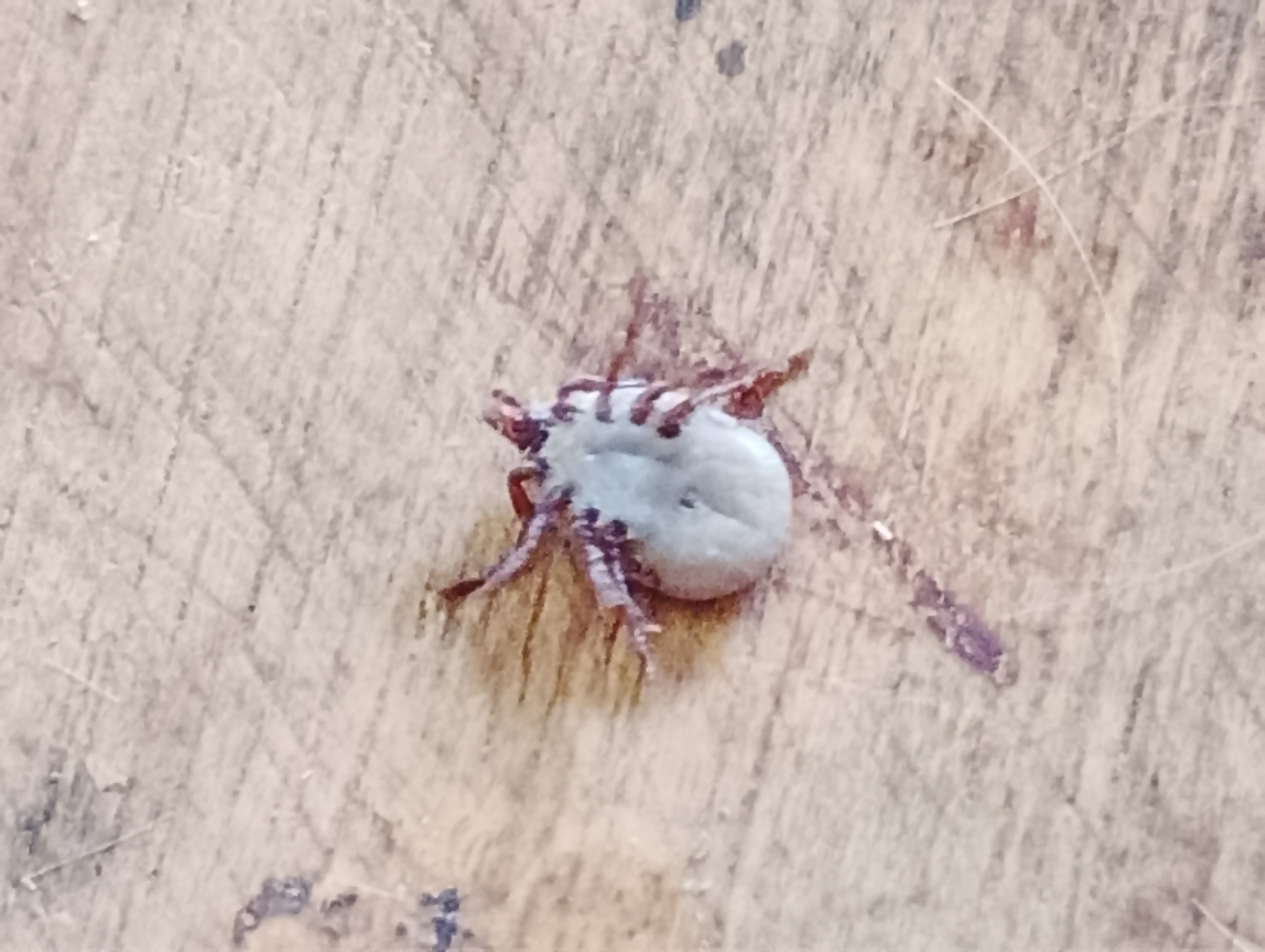 Amblyomma ovale Koch, 1844