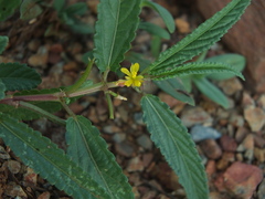 Corchorus tridens