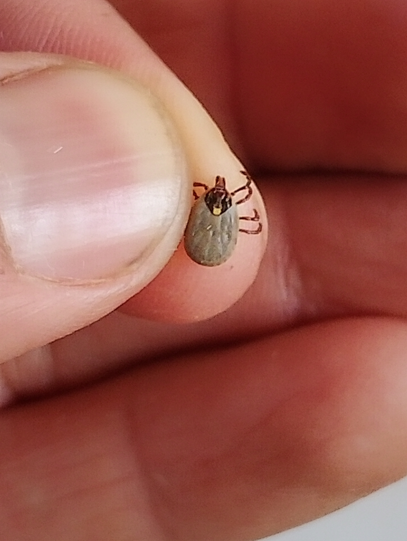 Amblyomma ovale Koch, 1844