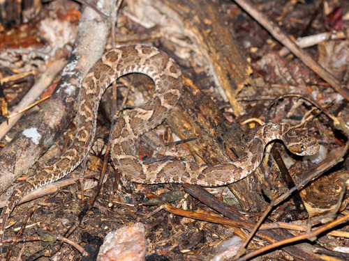 Caatinga Lancehead