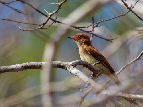 Ash-throated Casiornis (Casiornis fuscus)