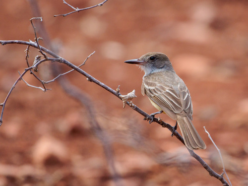 Brown-crested Flycatcher (Myiarchus tyrannulus), photo 6