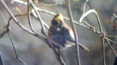 Emberiza elegans
