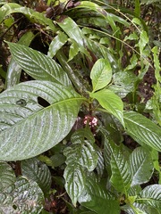 Hoffmannia congesta